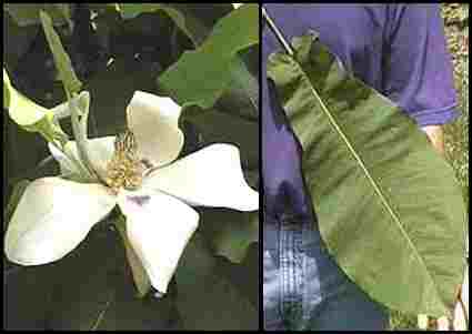 Magnolia_macrophylla