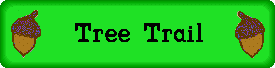 tree seeds